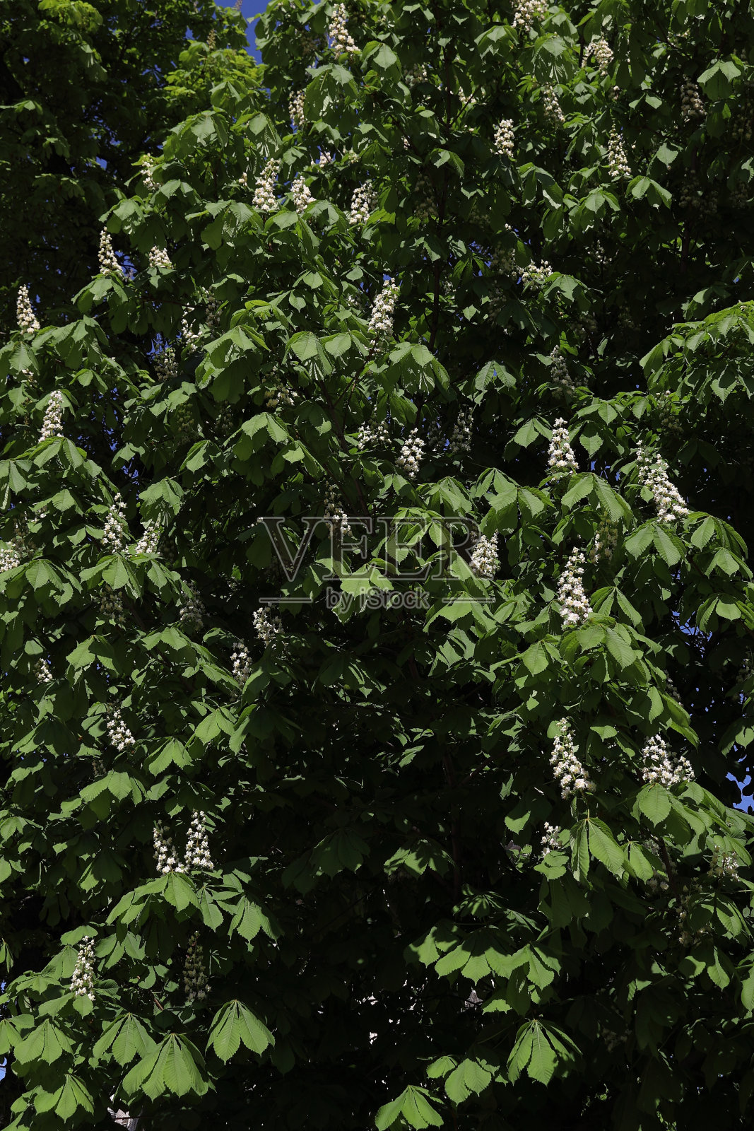 栗树的开花照片摄影图片