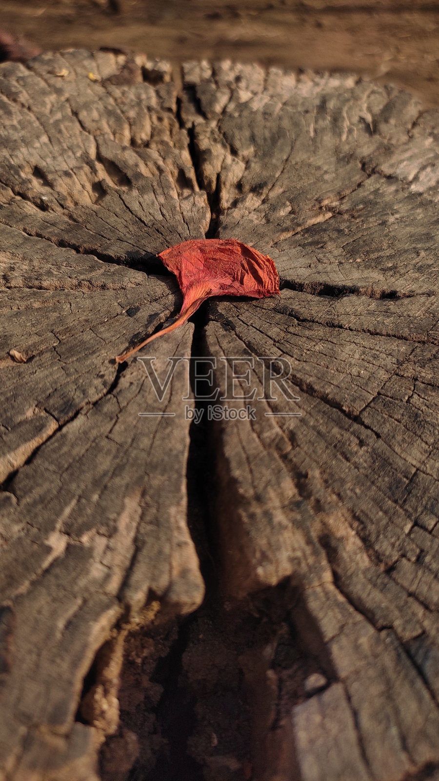 一张风化了的叶子的特写照片,它躺在木头树桩上的一块岩石上照片摄影图片