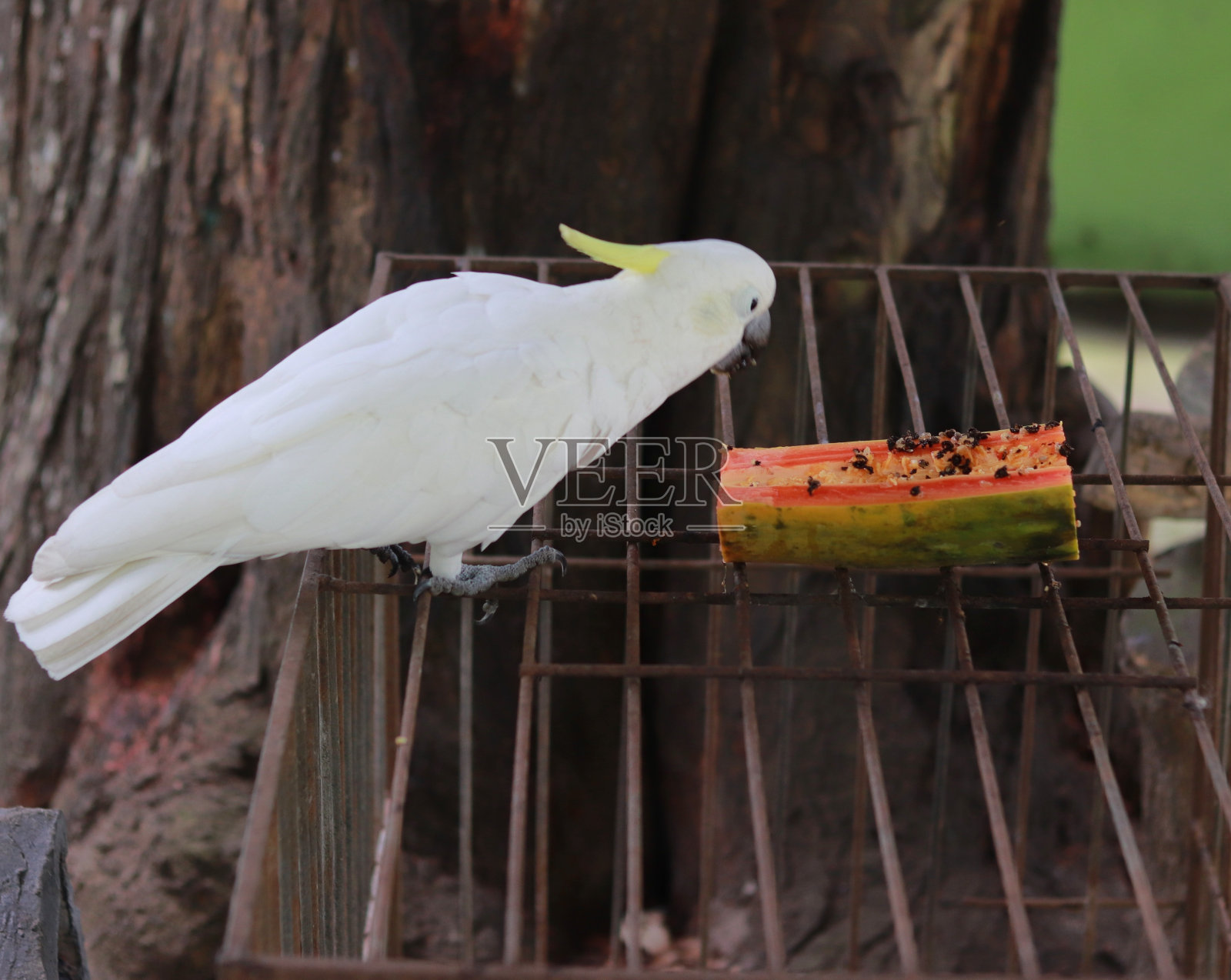 Eleonora的凤头鹦鹉在动物园吃午饭照片摄影图片