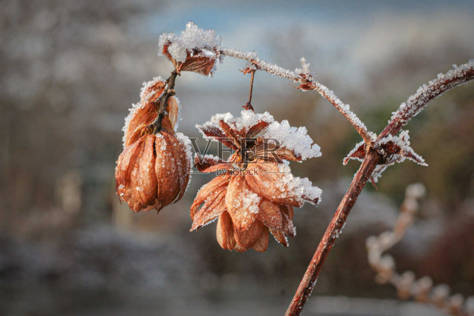冬天的时候,冰冻的树枝上挂满了花蕾照片摄影图片