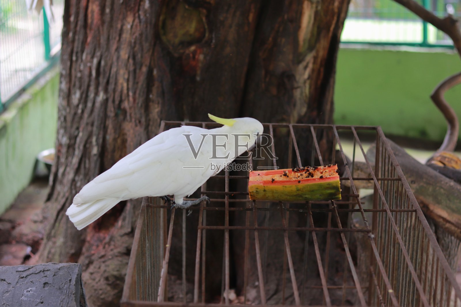 Eleonora的凤头鹦鹉在动物园吃午饭照片摄影图片