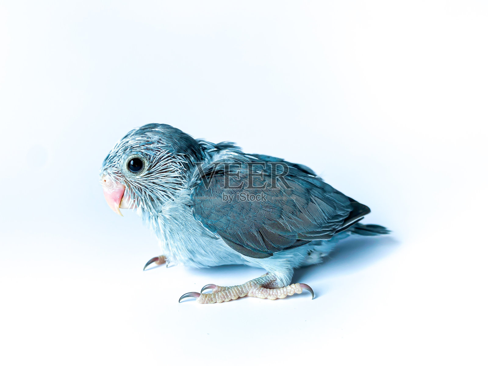 幼鹦鹉在白色的鸟上照片摄影图片