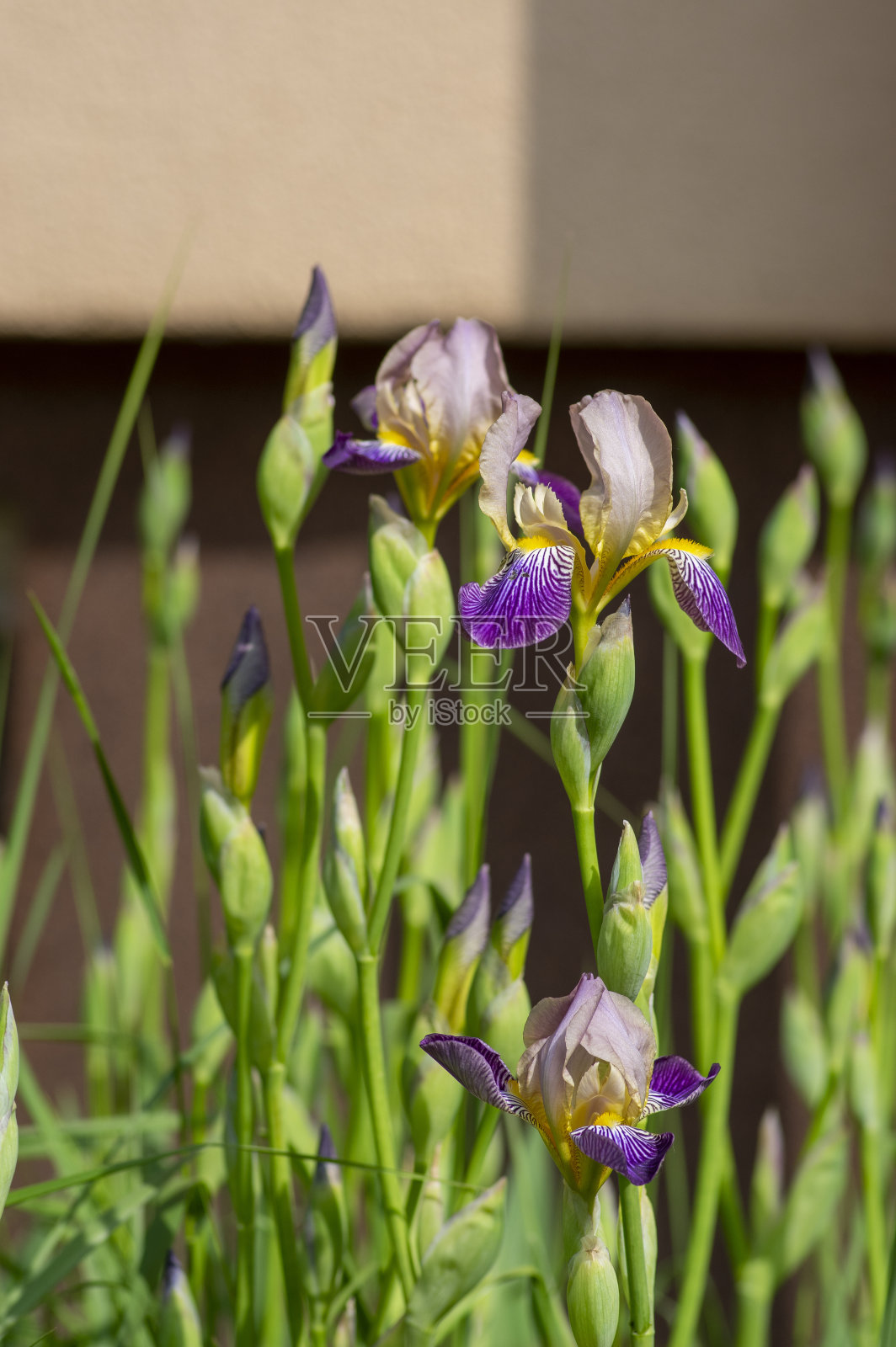 鸢尾花是一种色彩鲜艳、高大开花的春季植物,有接骨木香味的鸢尾花开着白色紫罗兰黄色的花照片摄影图片