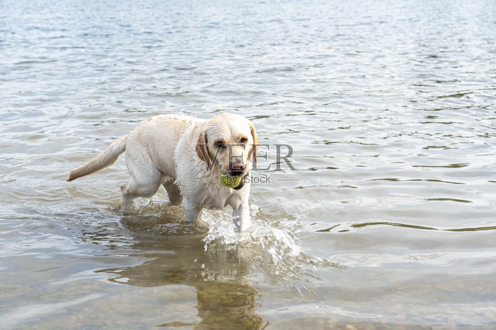 一只白色的拉布拉多狗去海滩,嘴里叼着一个网球,极简主义的概念。照片摄影图片