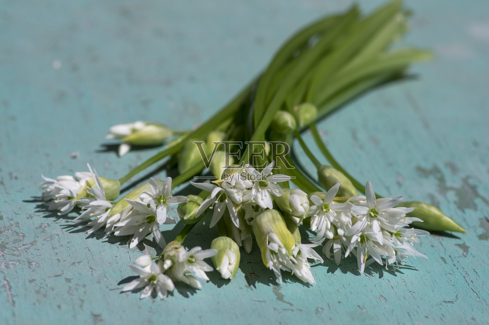 野生熊葱在质朴的餐桌上盛开着大蒜花,白色的ramsons,开花植物和绿色的叶子照片摄影图片