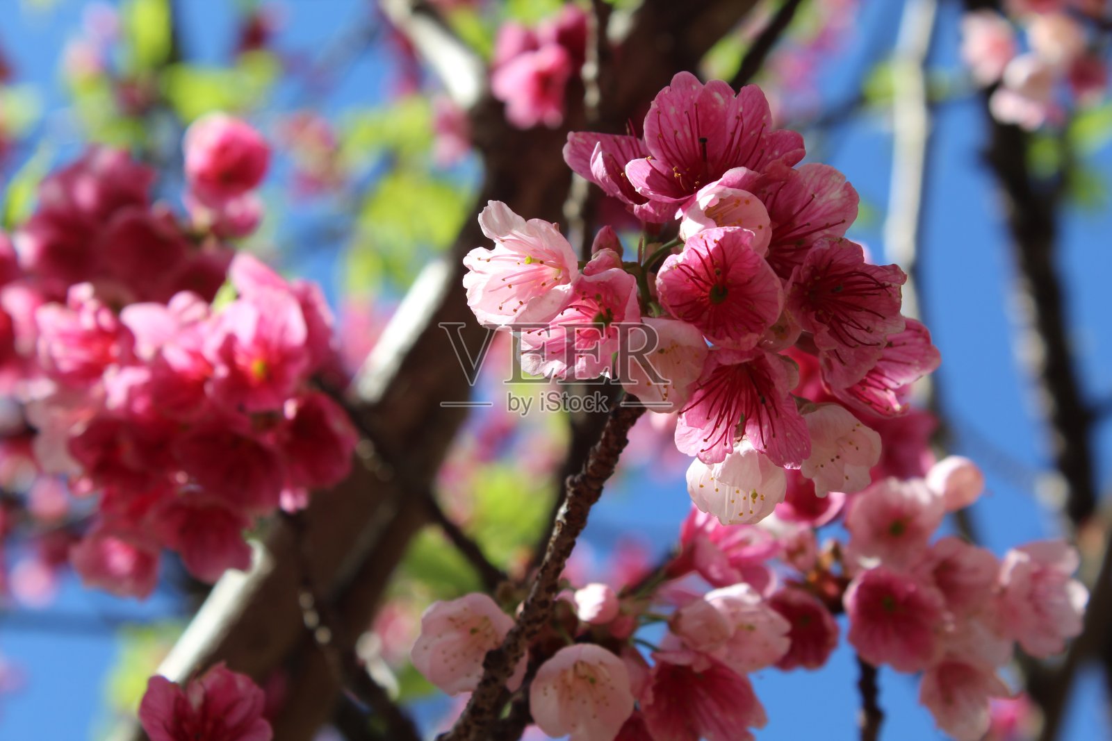 樱桃树的树枝、叶子和花朵。照片摄影图片