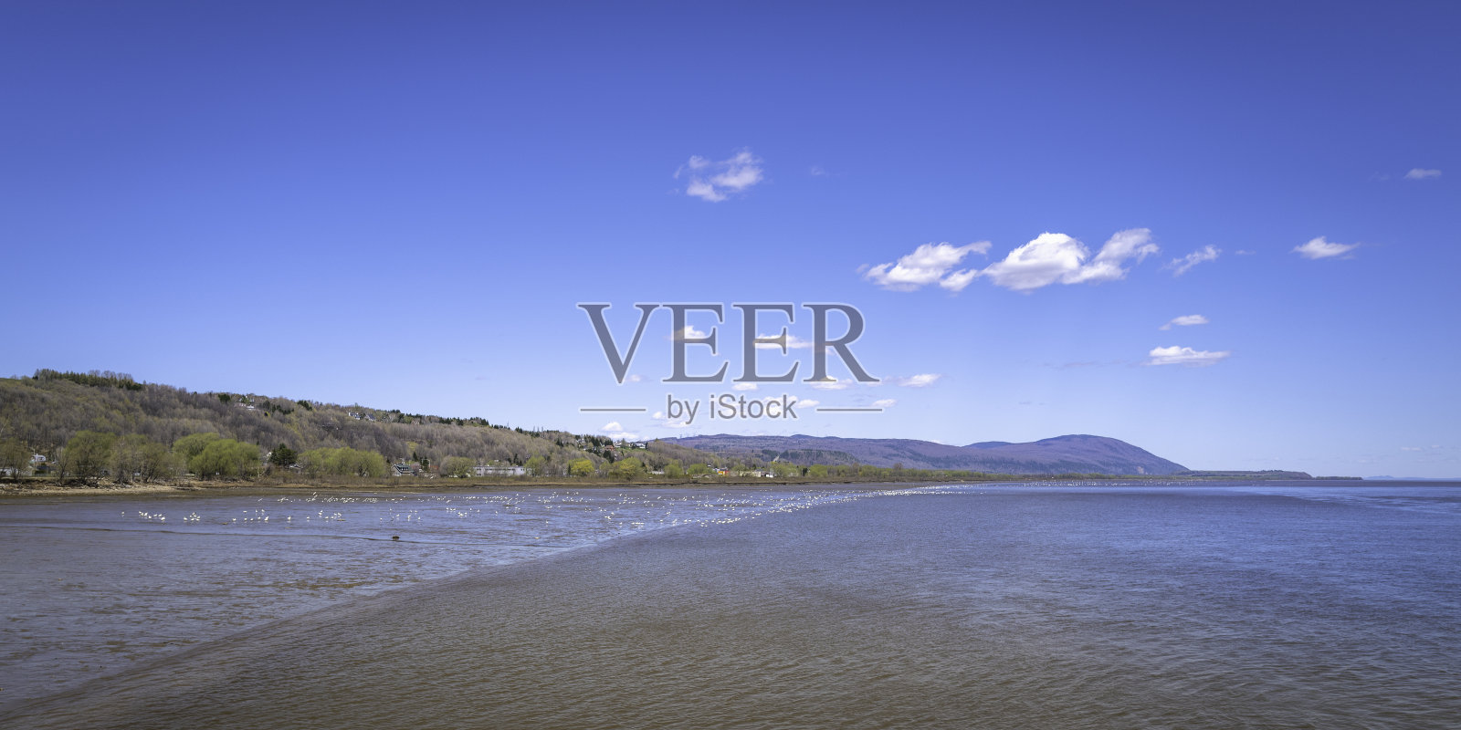 加拿大魁北克市附近奥尔良岛和波普雷之间的圣劳伦斯河上的雪雁迁徙地点照片摄影图片