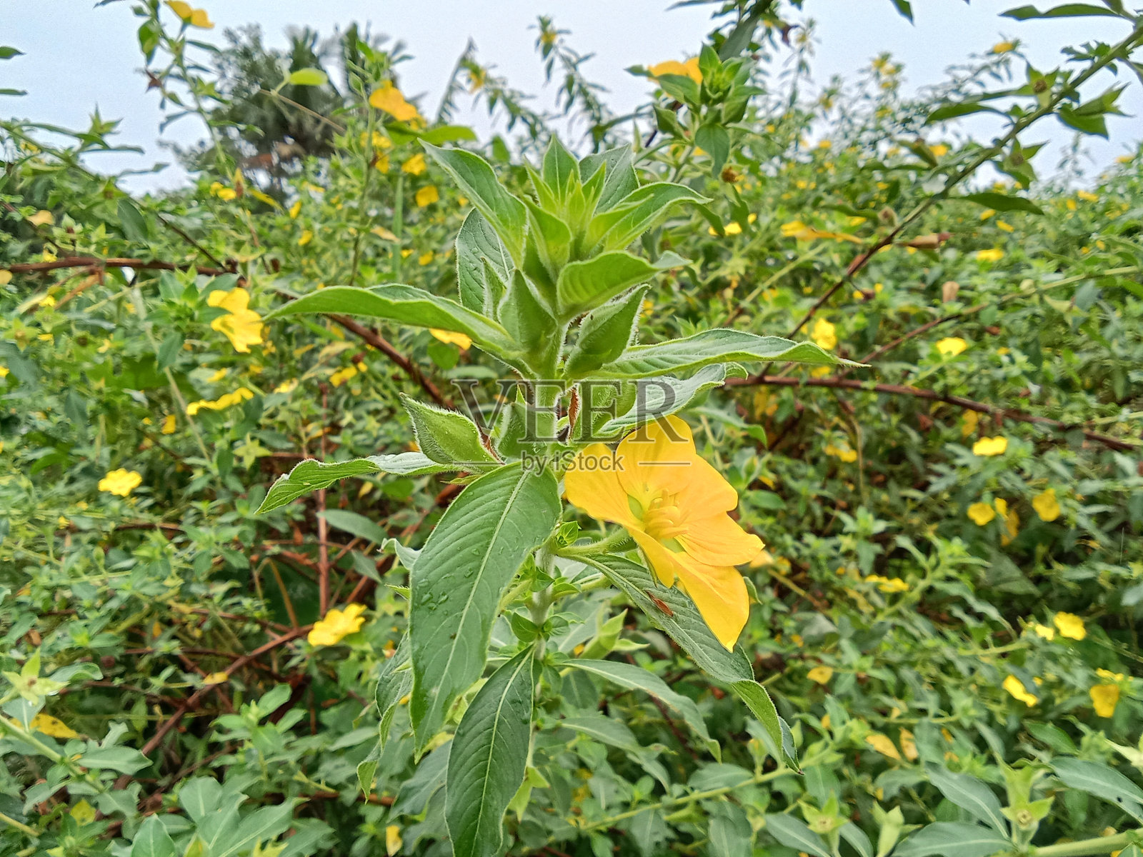 秘鲁水樱草照片摄影图片