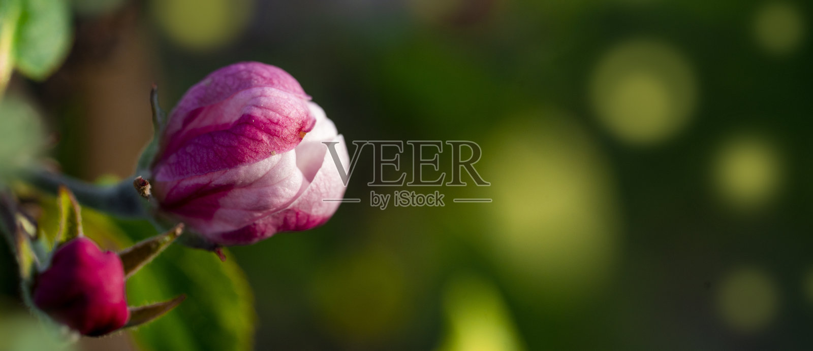 粉红色的苹果花蕾在绿色模糊的背景照片摄影图片