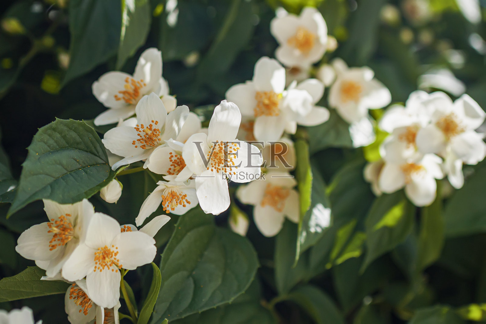 特写茉莉花枝。自然背景,春天概念照片摄影图片