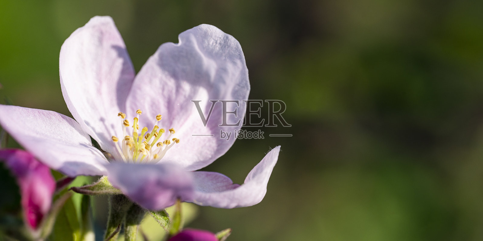 自然背景。绿色背景上的苹果树花。照片摄影图片