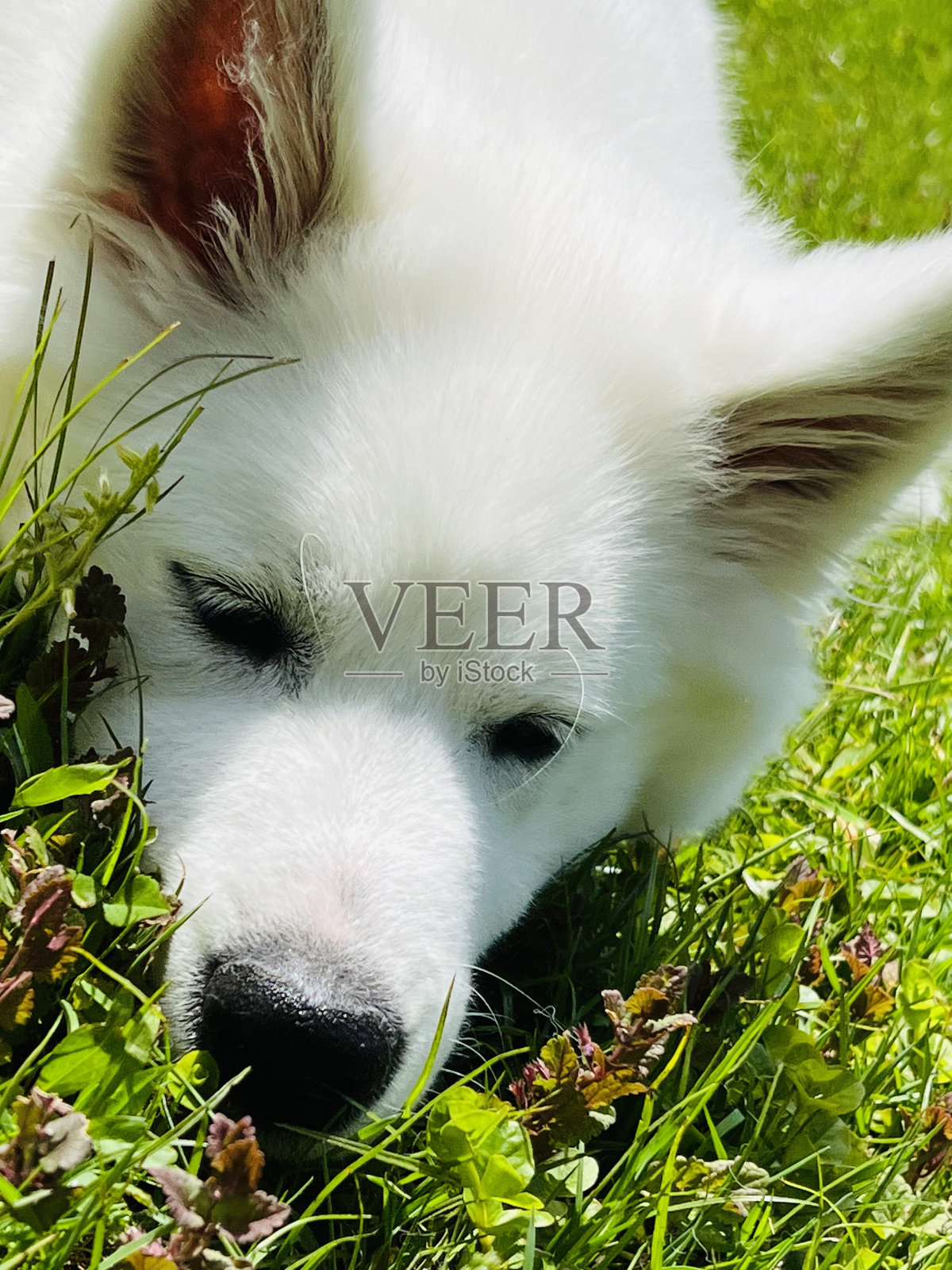 佐伊照片摄影图片