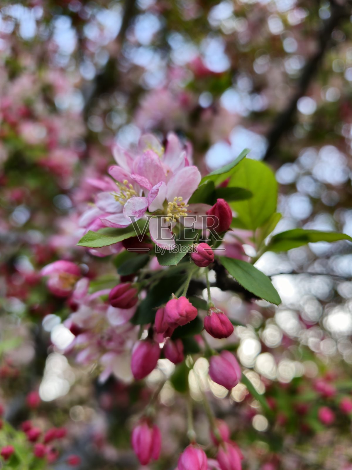 野花看起来像樱花照片摄影图片