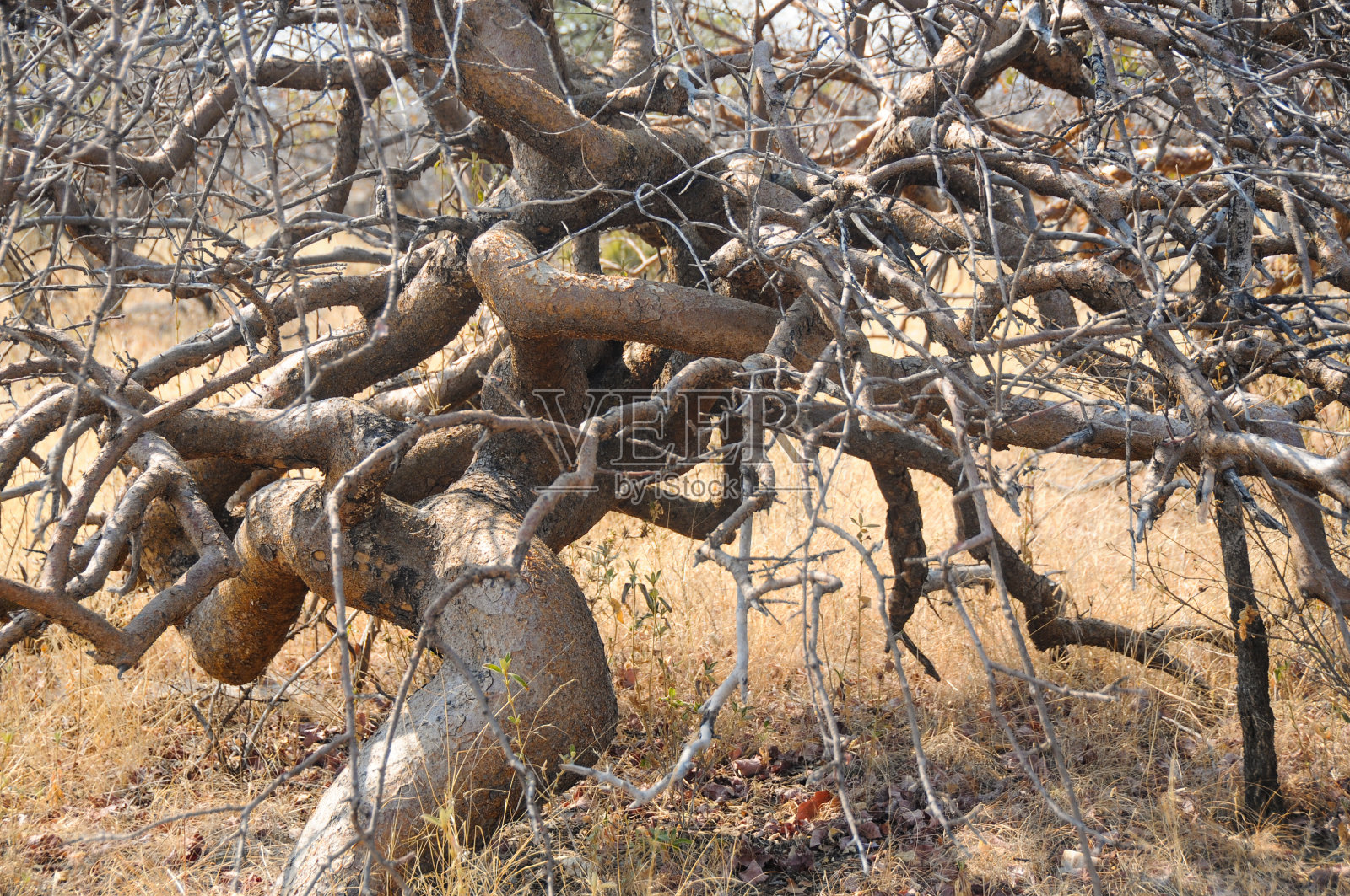 金缕草树照片摄影图片