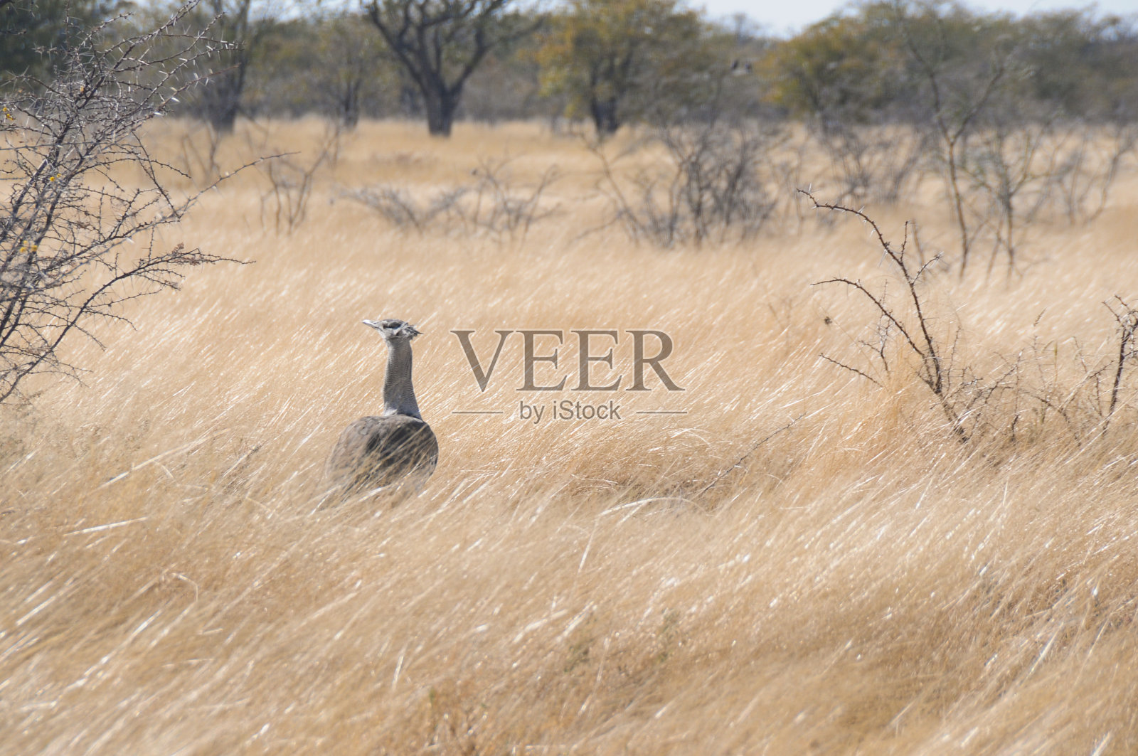 科瑞大鸨
鸟照片摄影图片