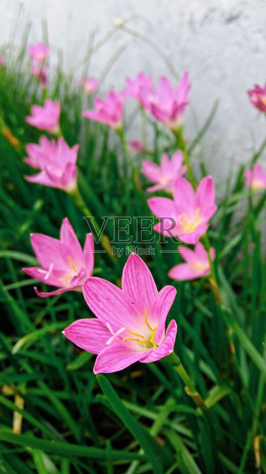 美丽的西风花照片摄影图片