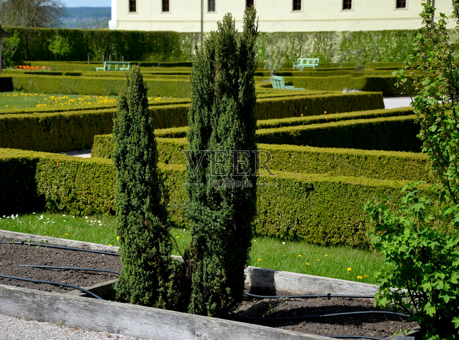 它的芳香果实被称为小母牛,在食品工业中被广泛用作香料或生产著名的酒精饮料松木和杜松子酒的原料,它们也有药用价值照片摄影图片