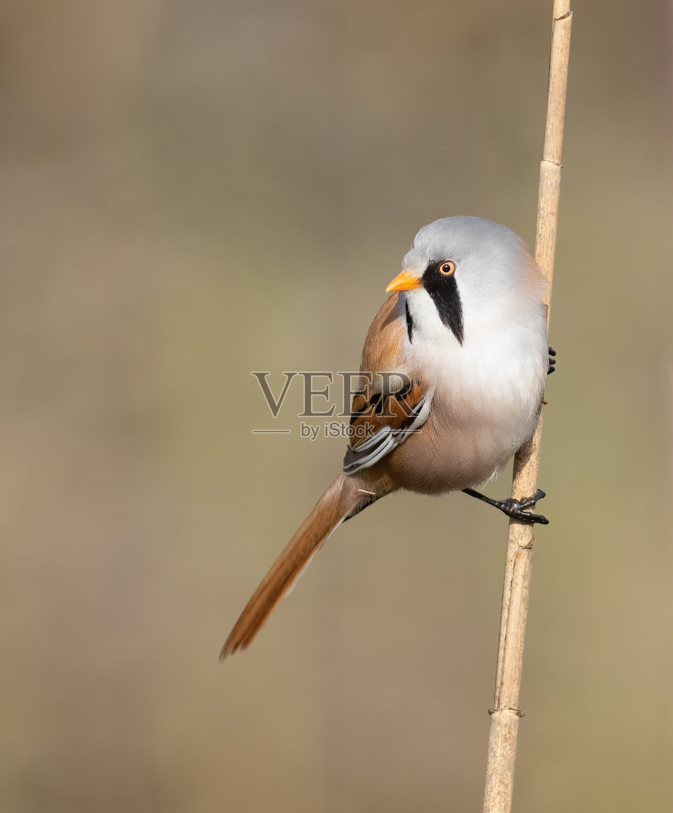 有胡须的芦苇,Panurus biarmicus。鸟坐在芦苇茎上,特写,美丽的背景照片摄影图片