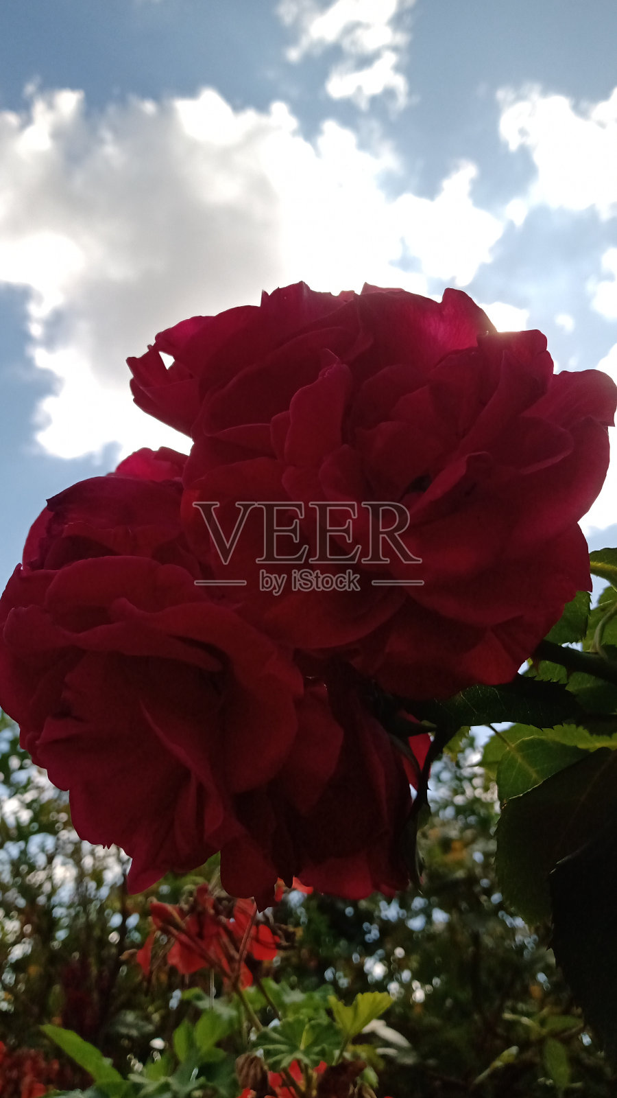 玫瑰照片摄影图片