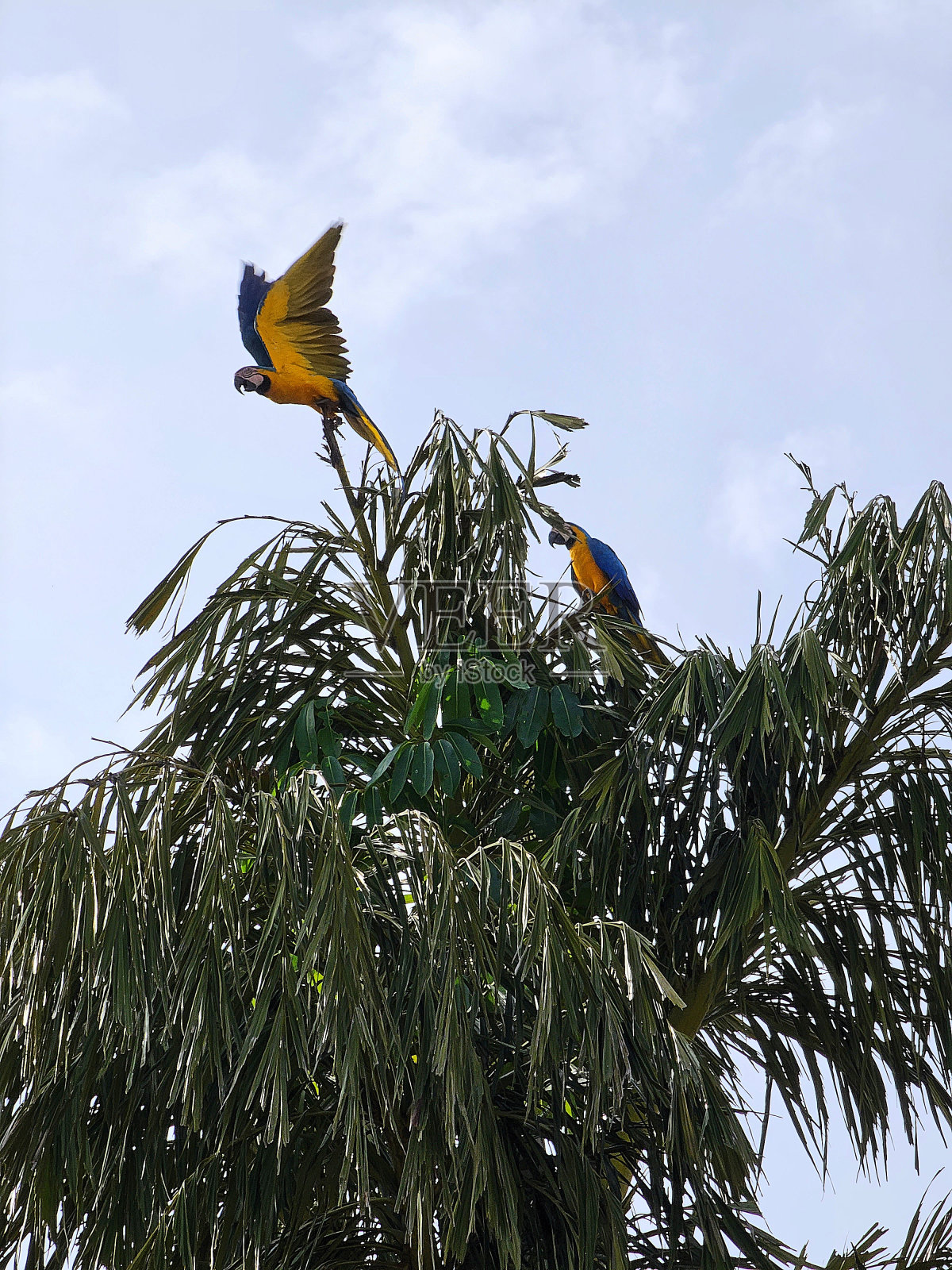 巴西的鹦鹉照片摄影图片