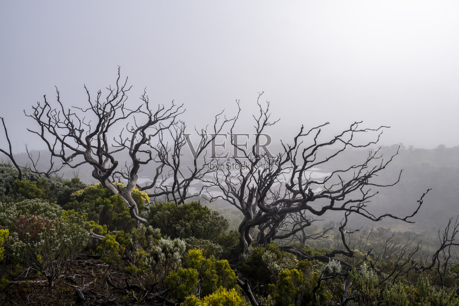 木头在雾中燃烧照片摄影图片