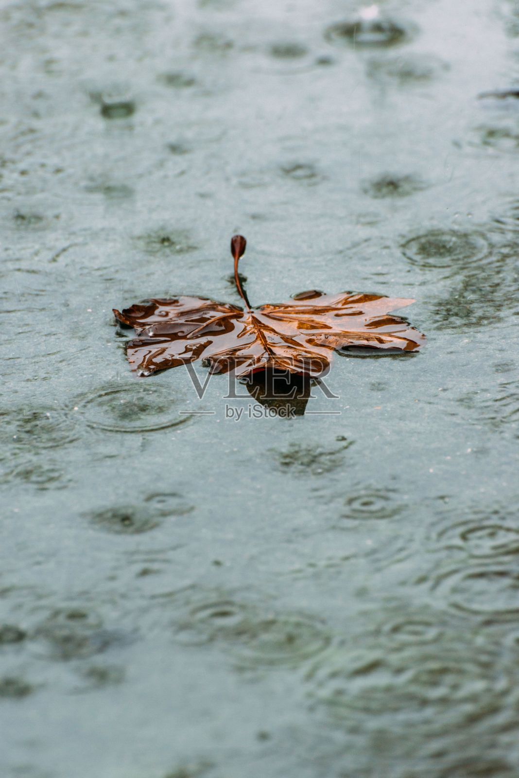 叶子漂浮在雨水浸透的水体中,被水滴照亮。照片摄影图片