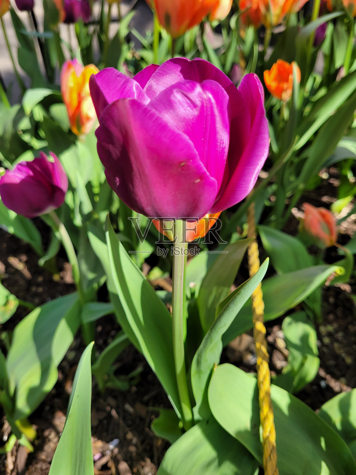 开放的紫色郁金香照片摄影图片