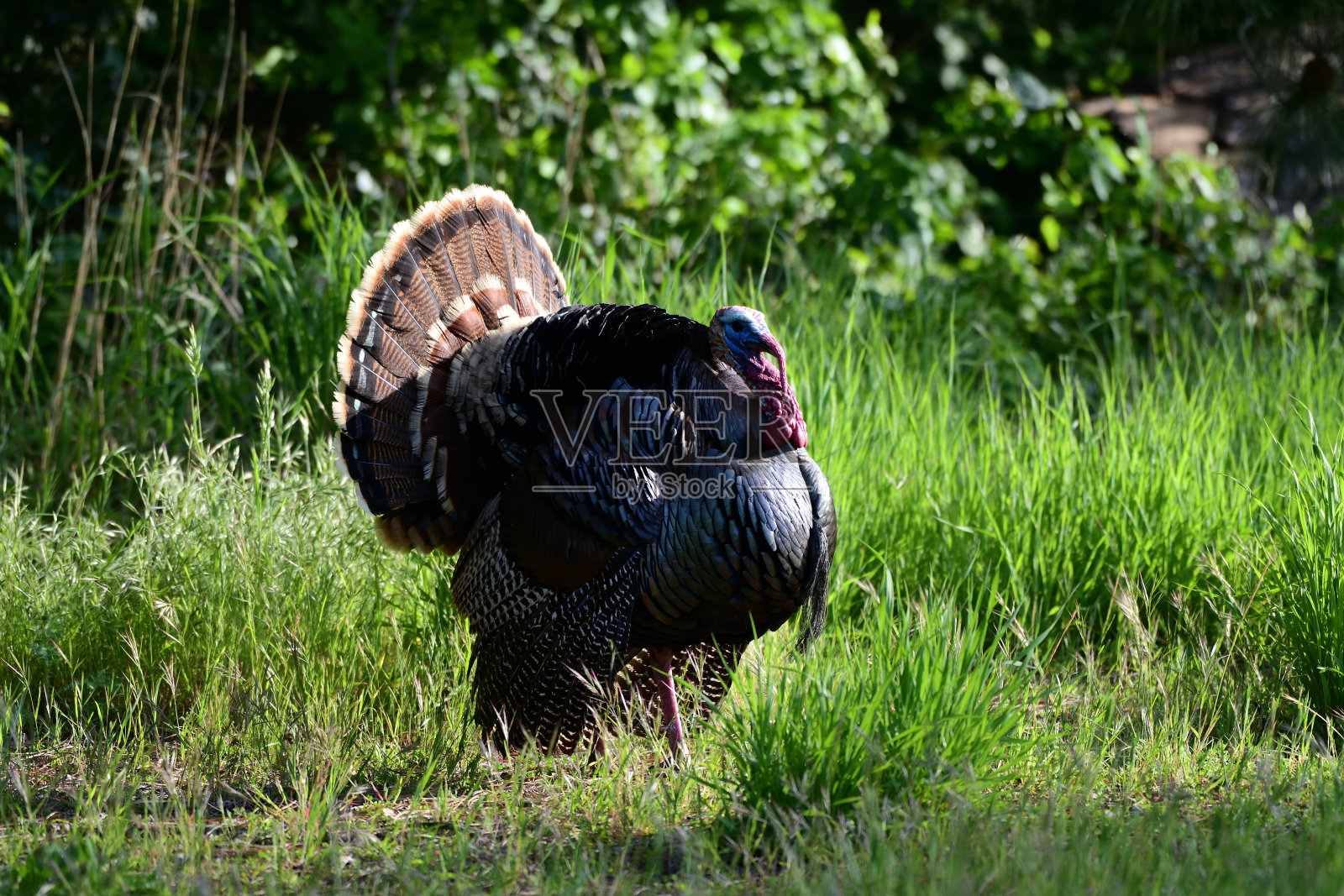 野生火鸡- Meleagris gallopavo照片摄影图片