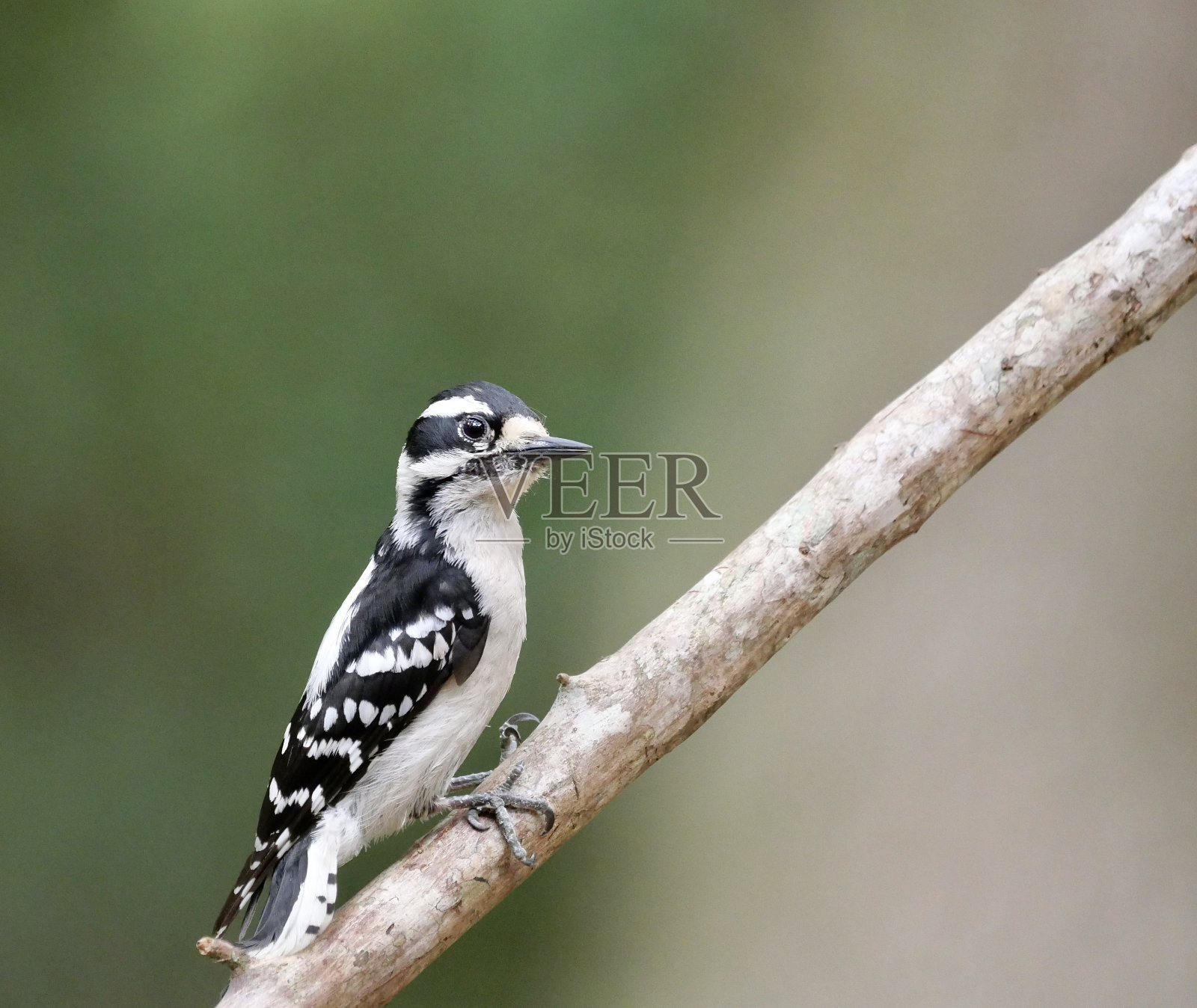 雌性绒毛啄木鸟照片摄影图片