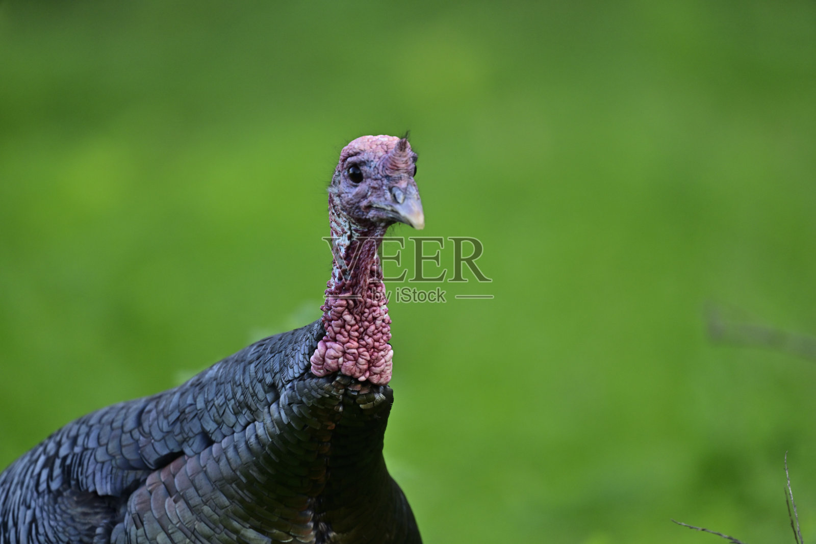 野生火鸡- Meleagris gallopavo照片摄影图片