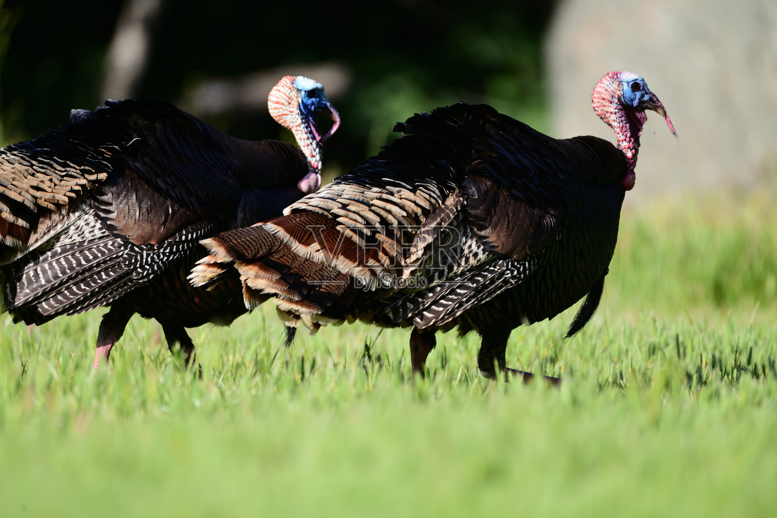 野生火鸡- Meleagris gallopavo照片摄影图片