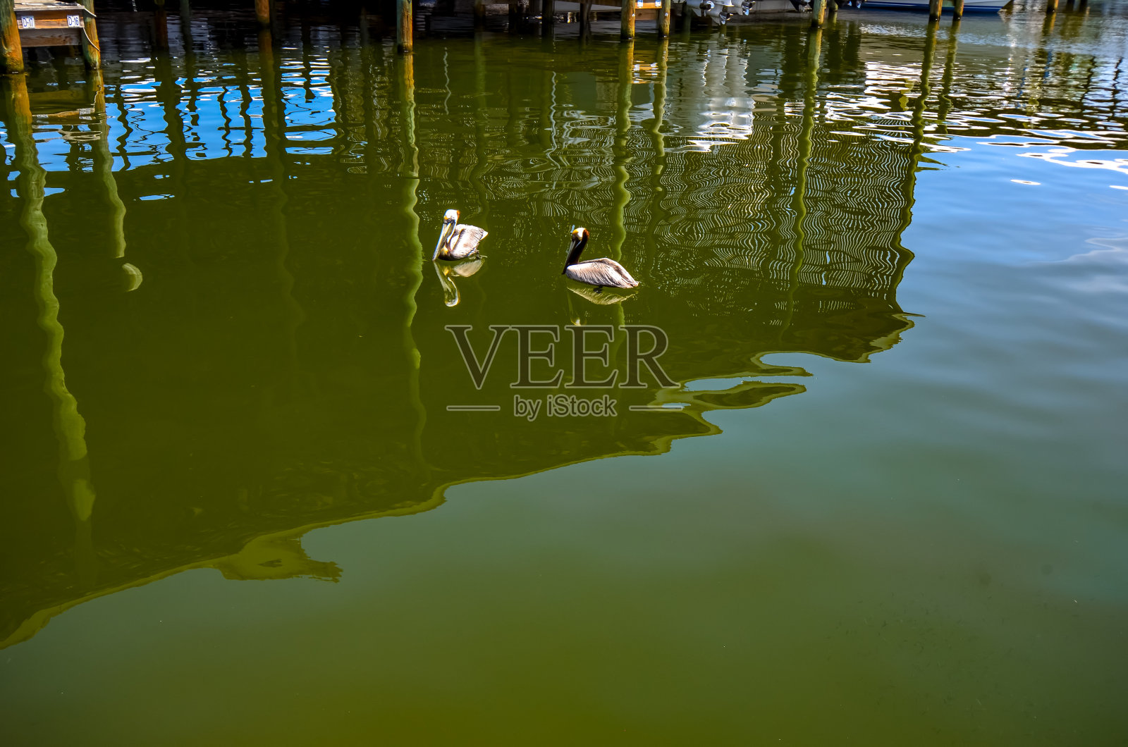 褐鹈鹕照片摄影图片