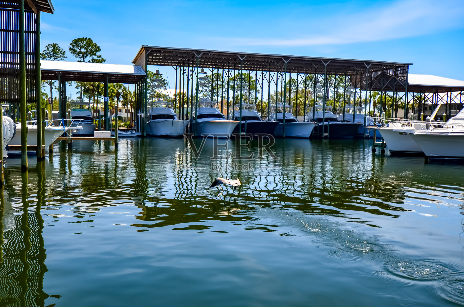 褐鹈鹕和鲶鱼照片摄影图片