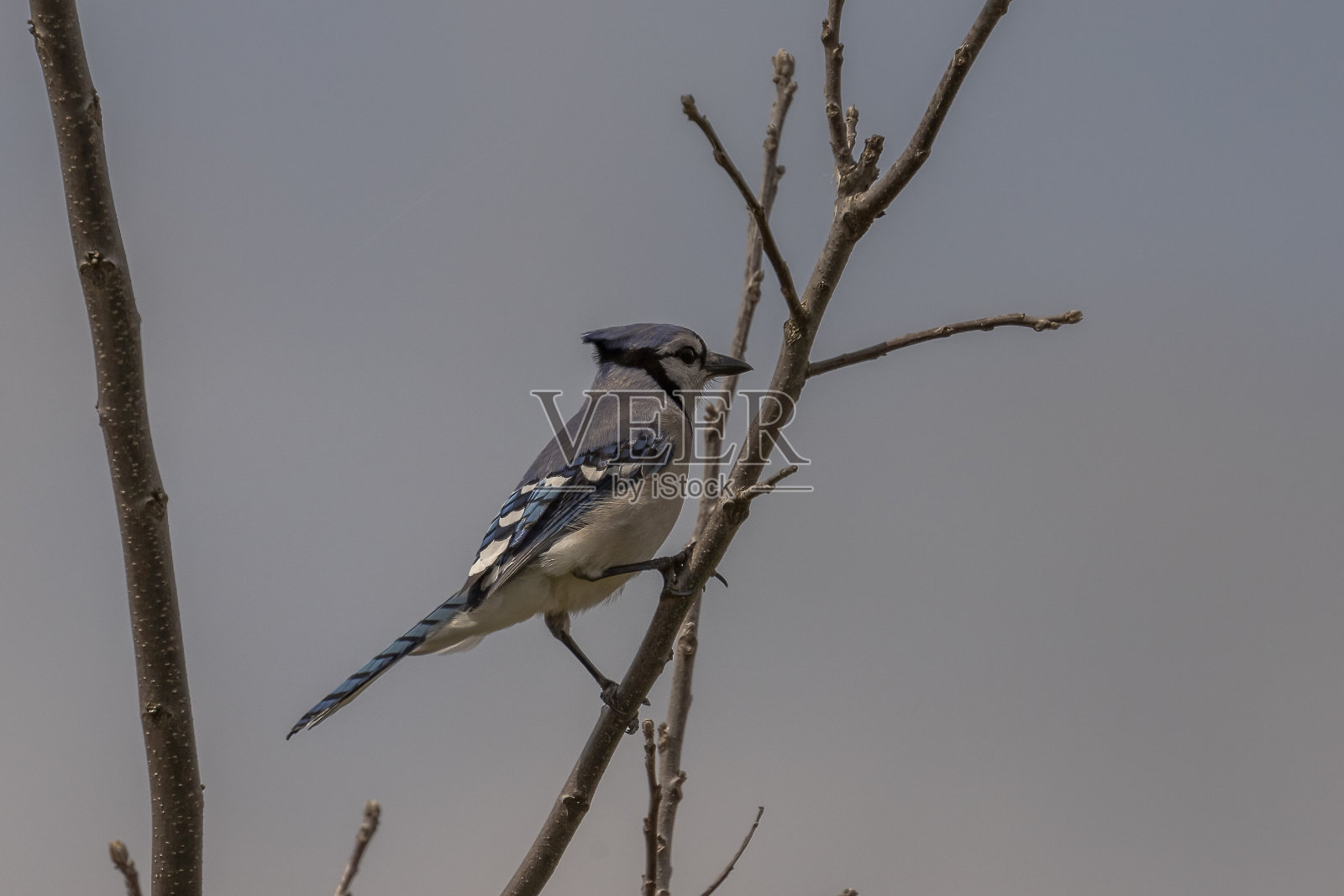 冠蓝鸦栖息在树枝上照片摄影图片