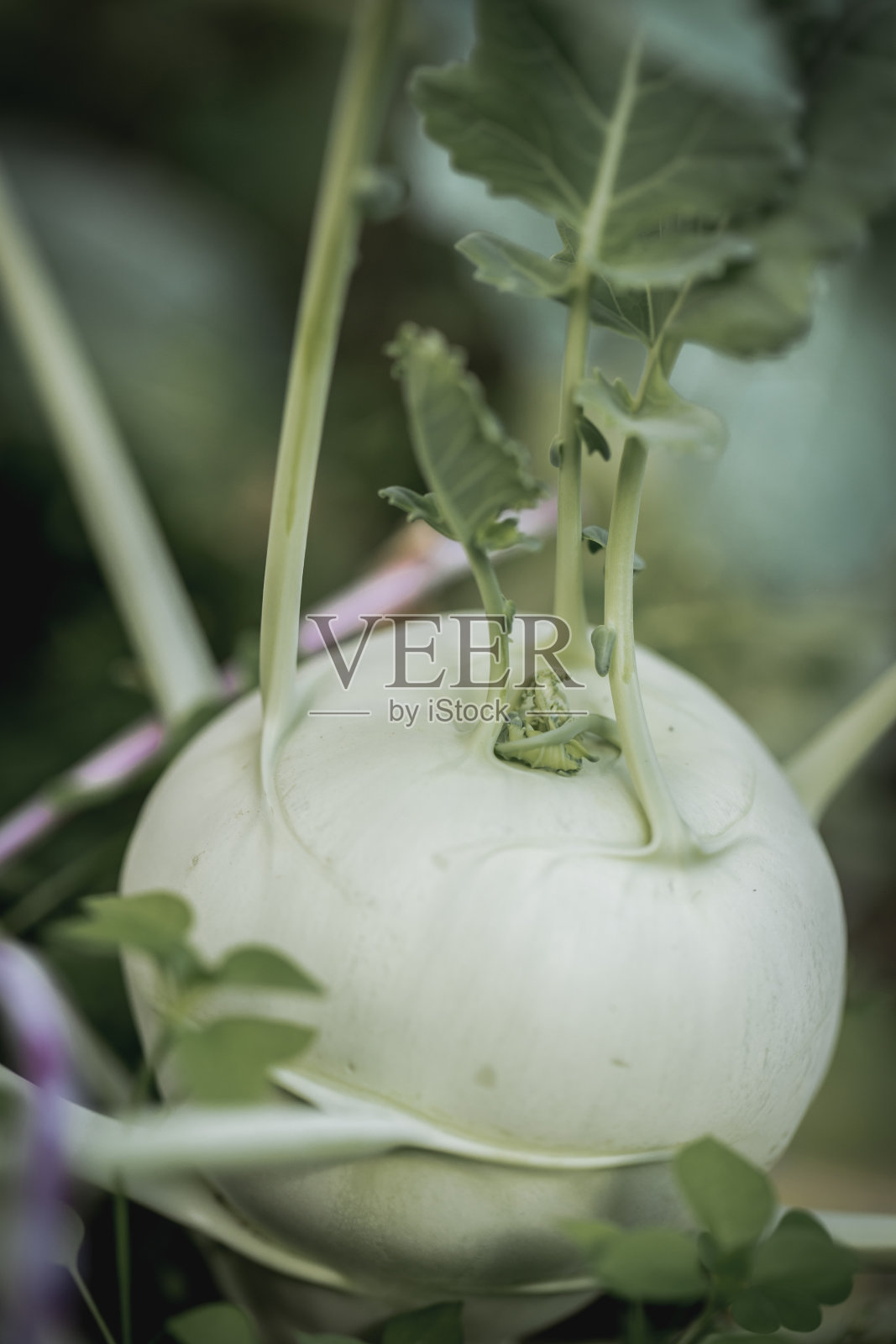 生大头菜照片摄影图片