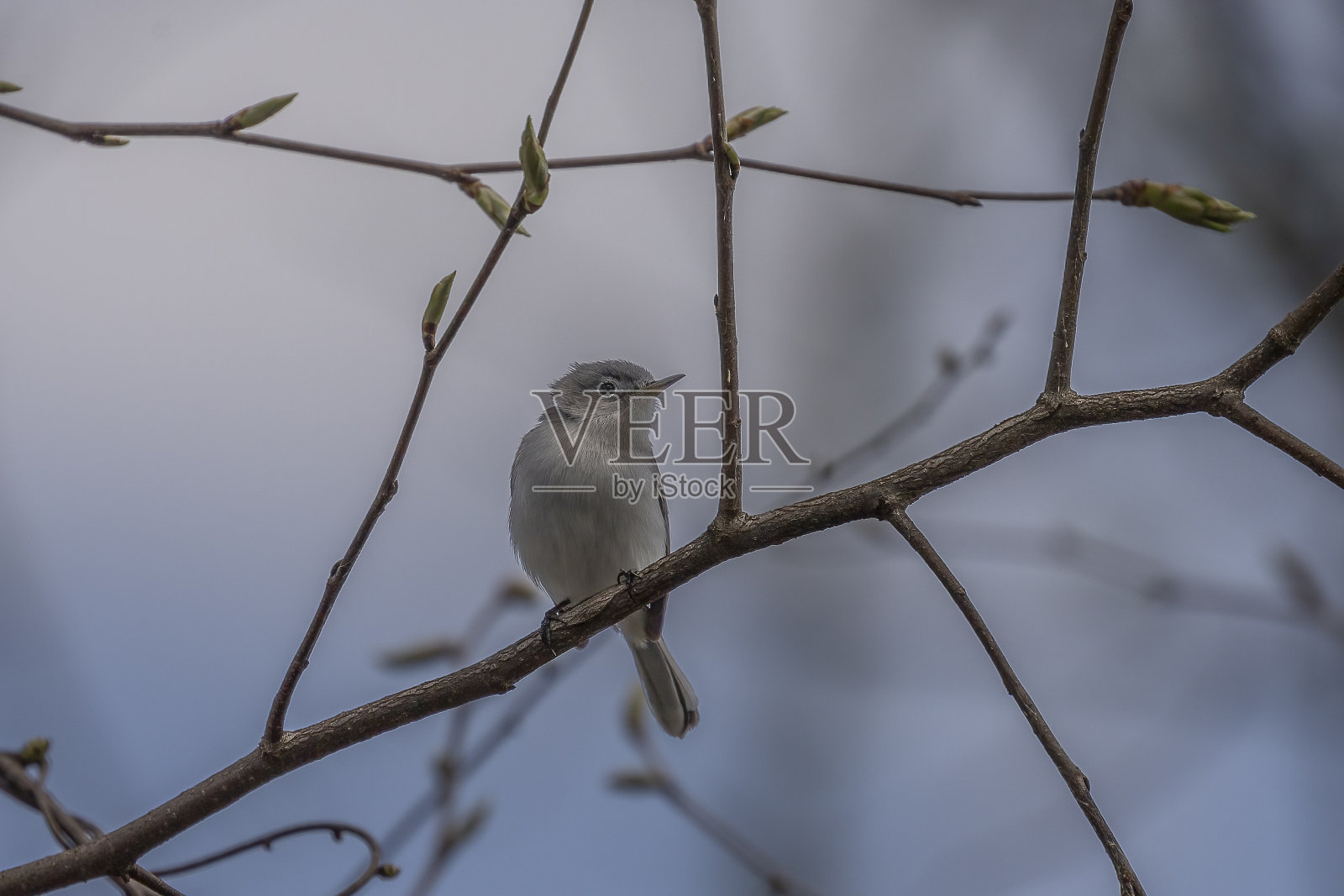 蓝灰色的捕蚊者栖息在树枝上照片摄影图片