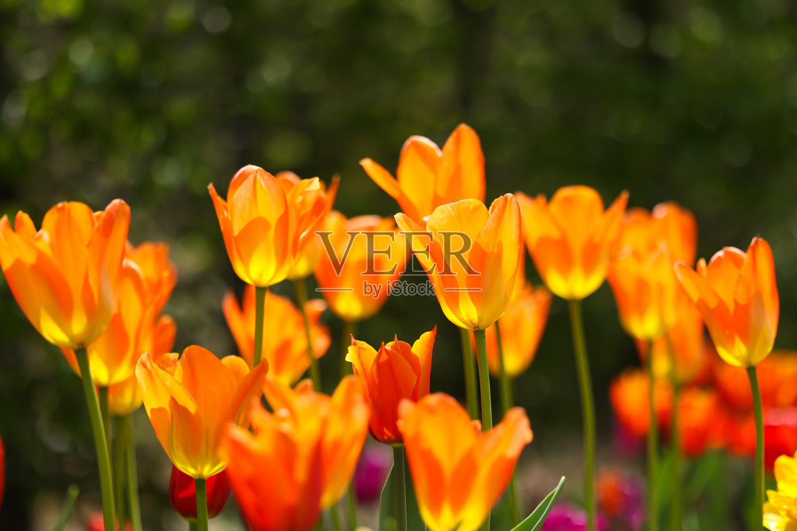 郁金香照片摄影图片