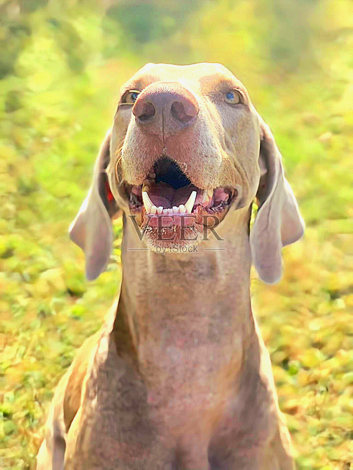 魏玛犬在景观照片摄影图片