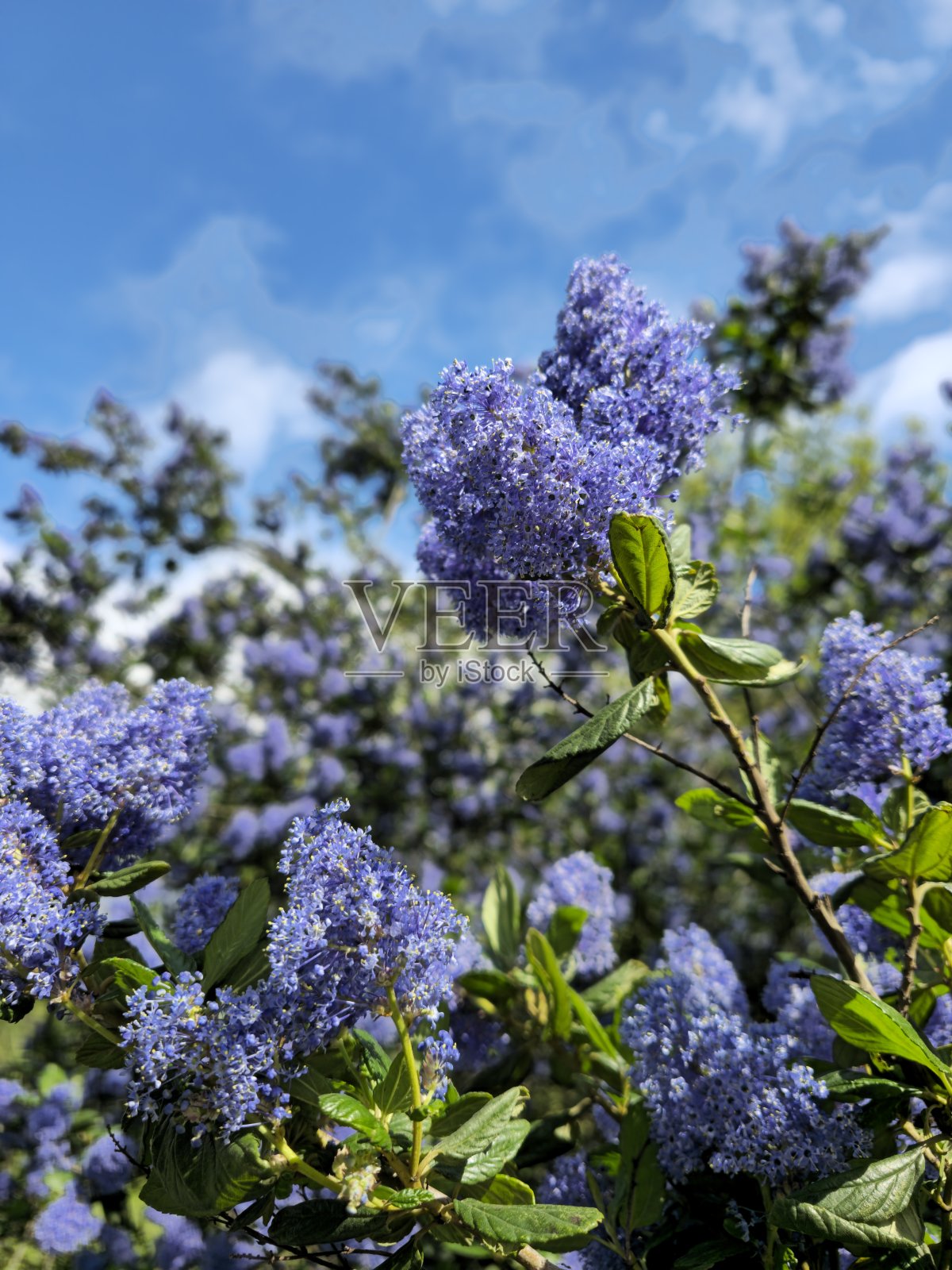 可能是加州紫丁香照片摄影图片