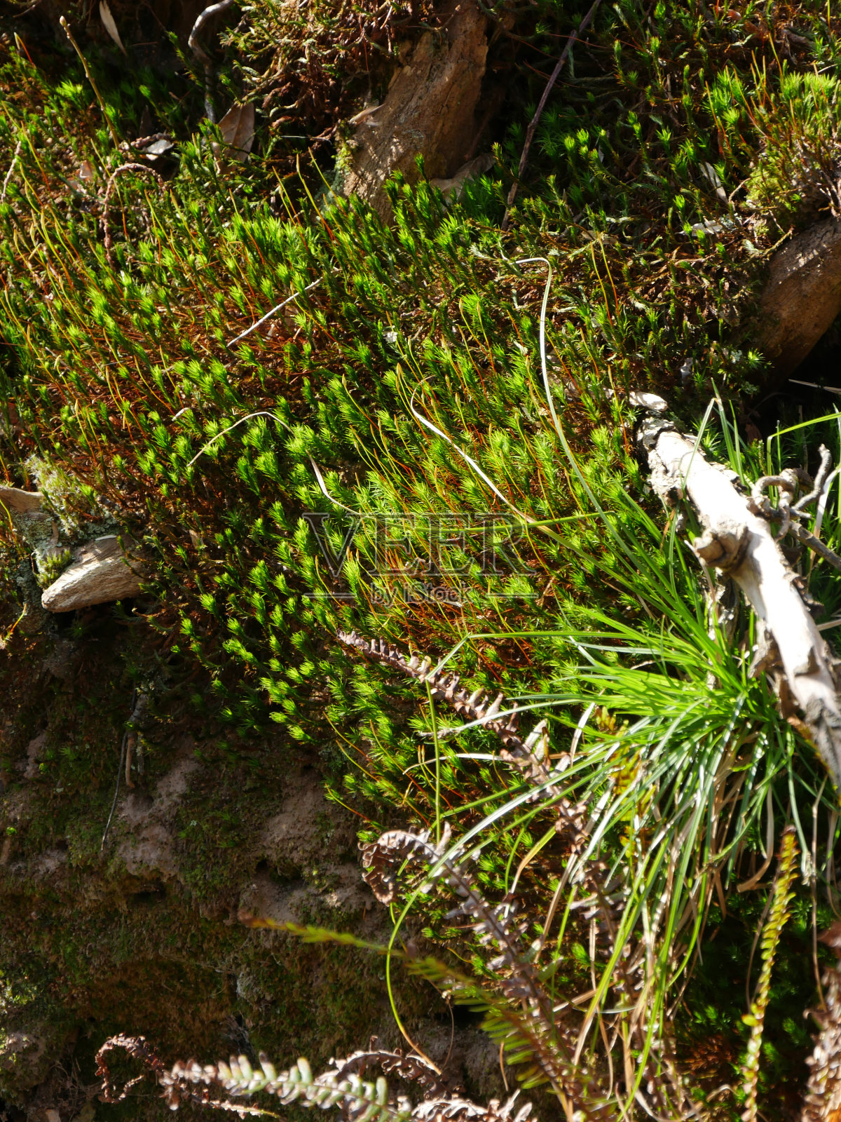 树上的青苔照片摄影图片