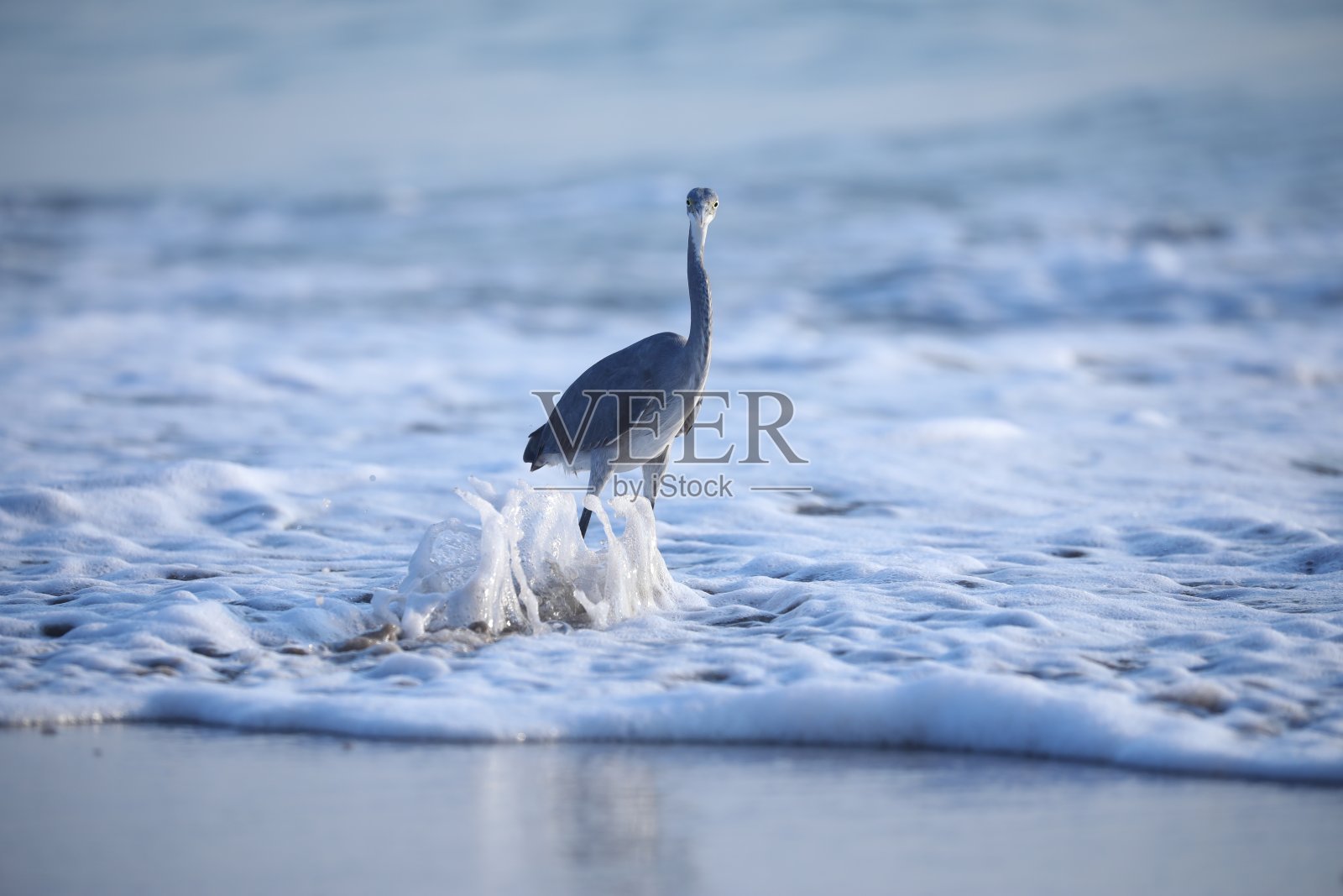 鸟的背景。照片摄影图片