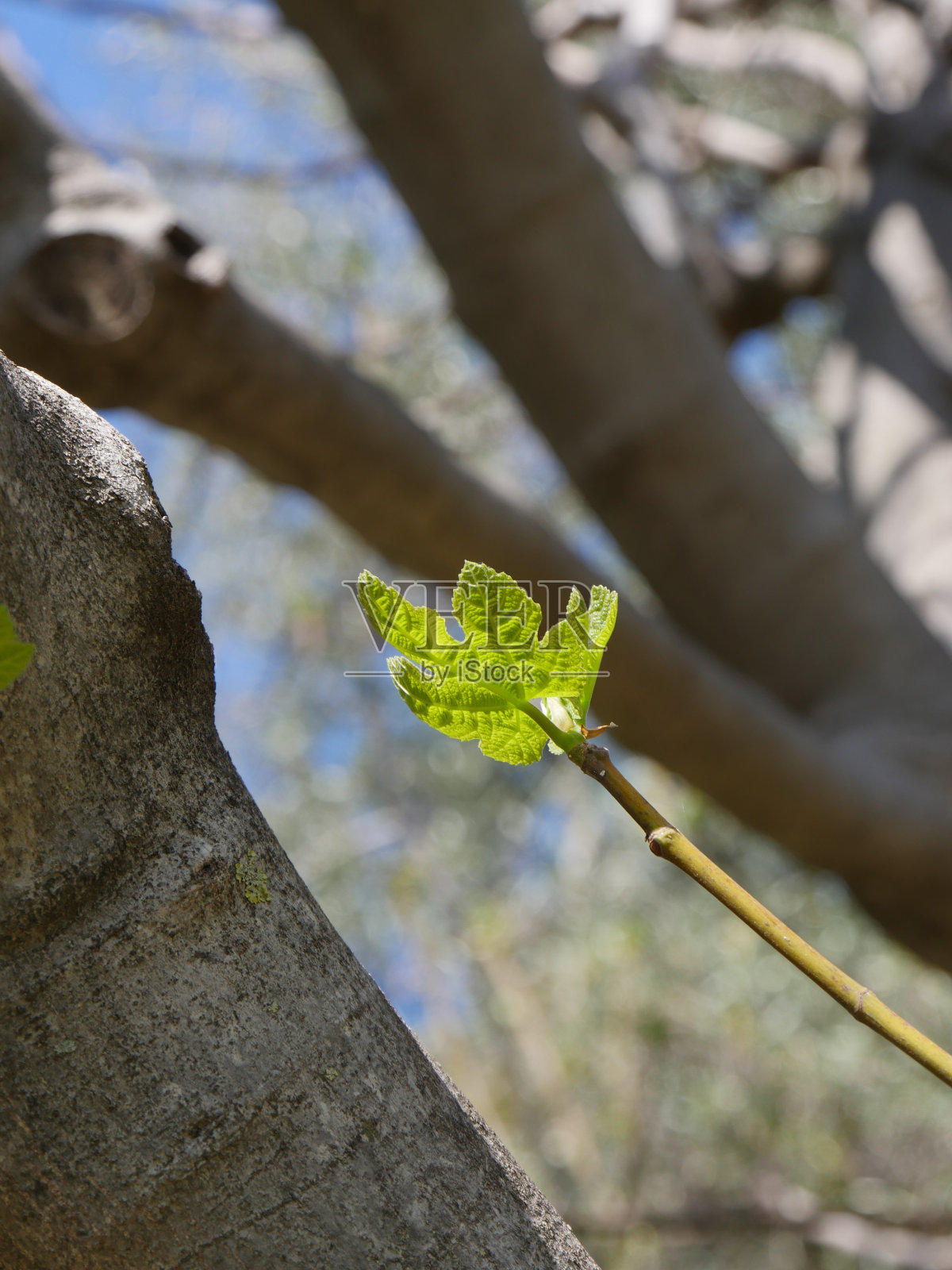 无花果照片摄影图片