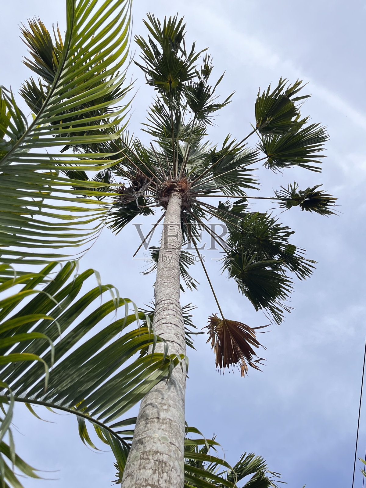 棕榈树照片摄影图片