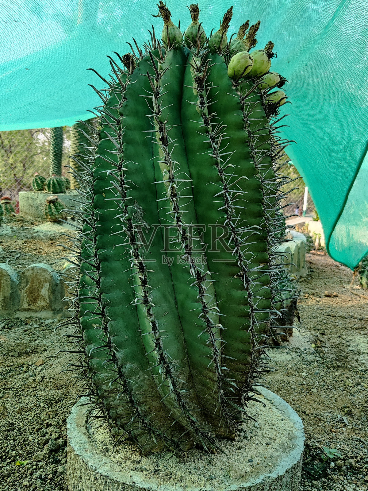 仙人掌照片摄影图片