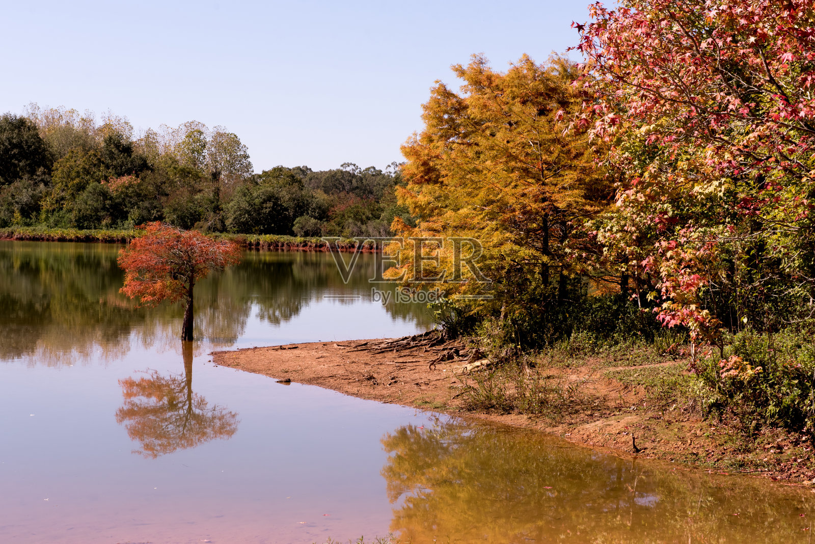秋天的大自然,树木红叶和湖水照片摄影图片