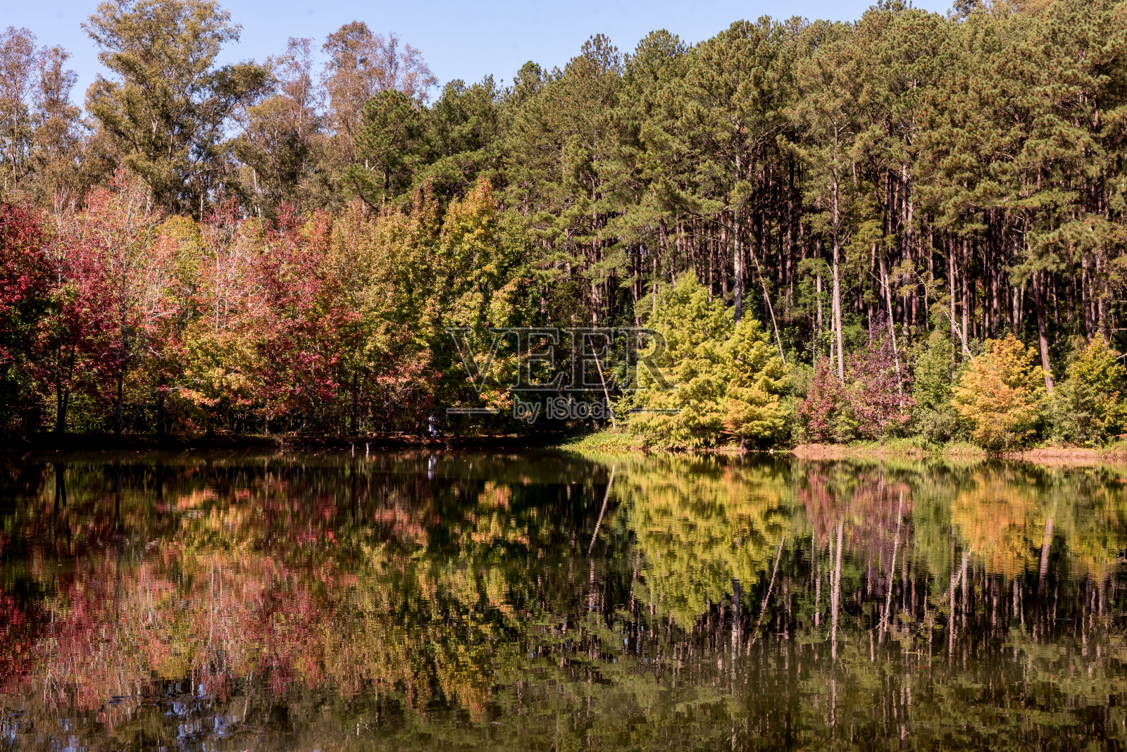 巴西南部,树木倒映在湖面上照片摄影图片