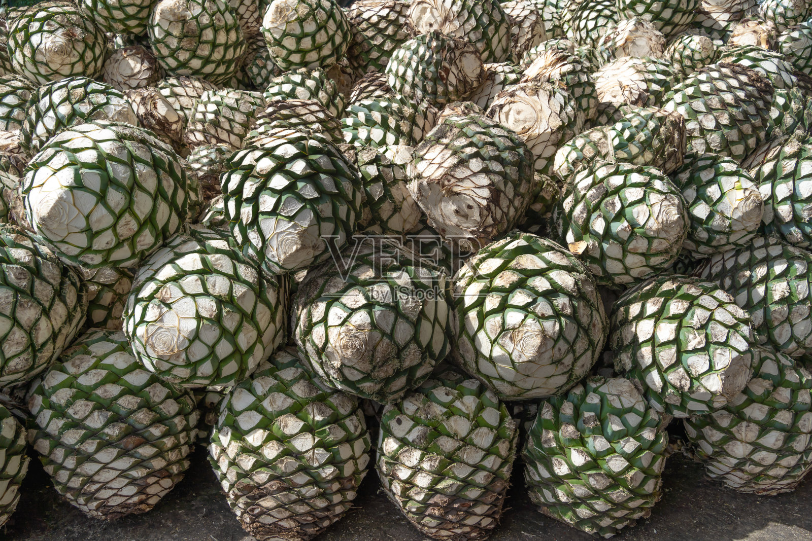 工厂里有许多龙舌兰植物用来生产龙舌兰酒,龙舌兰酒是墨西哥的蒸馏酒。照片摄影图片