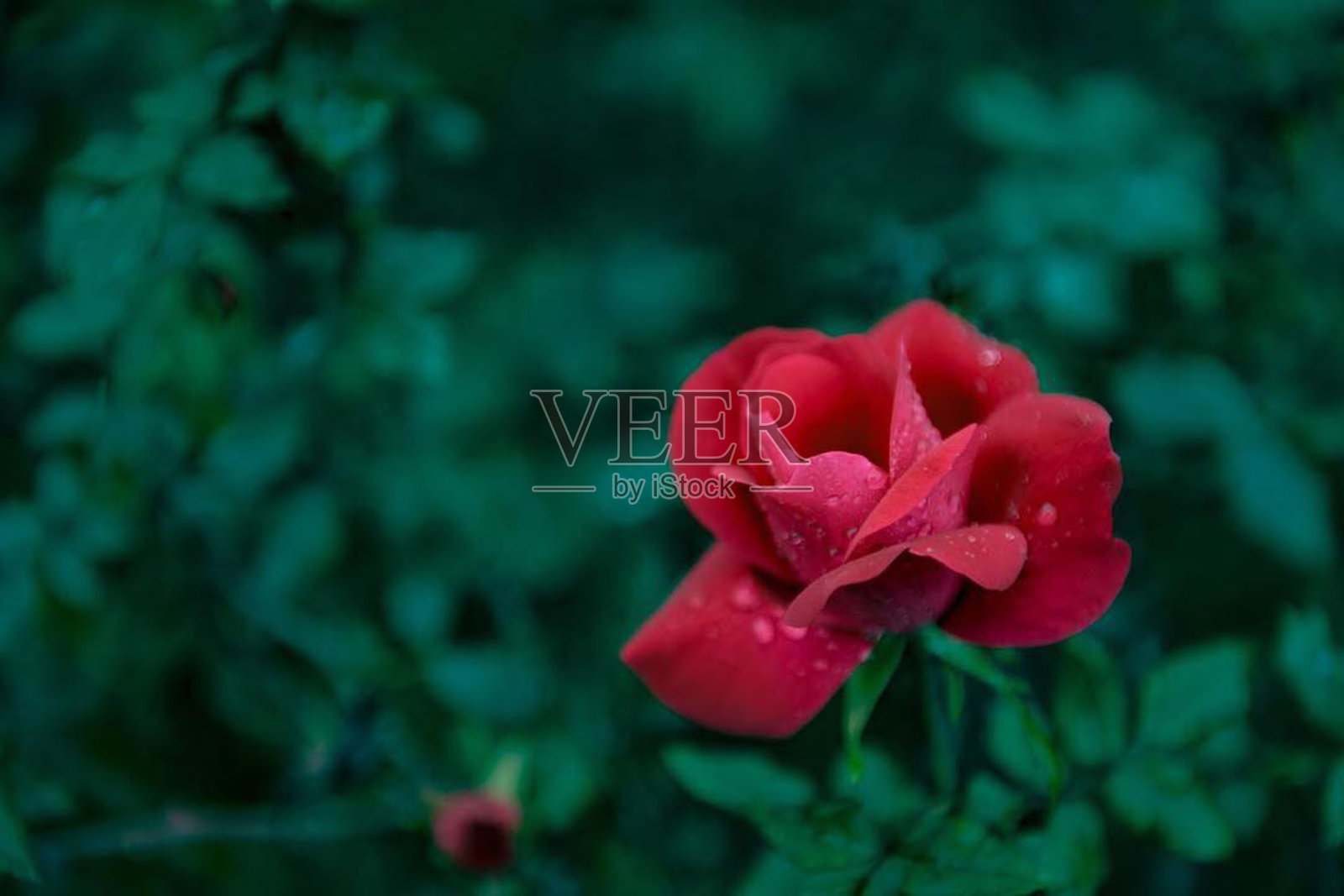 宠物照片摄影图片