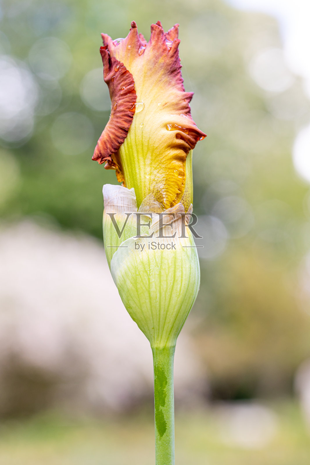 鸢尾花瞬间微笑花栽培在花园里照片摄影图片