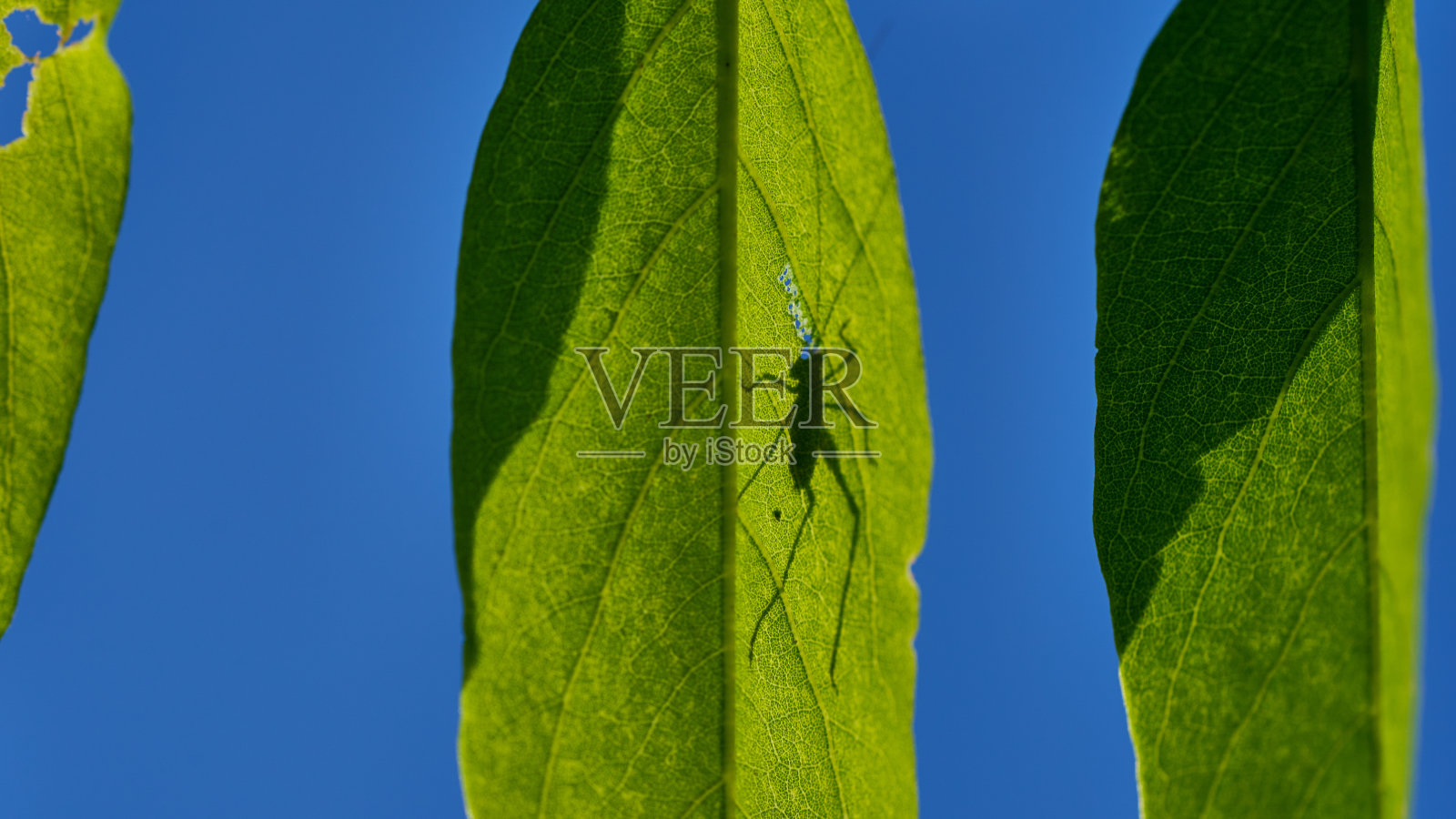 绿叶上一只甲虫的剪影。照片摄影图片